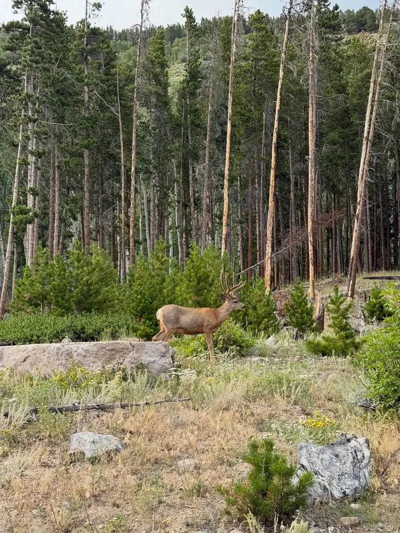 Rocky Mountain view 3